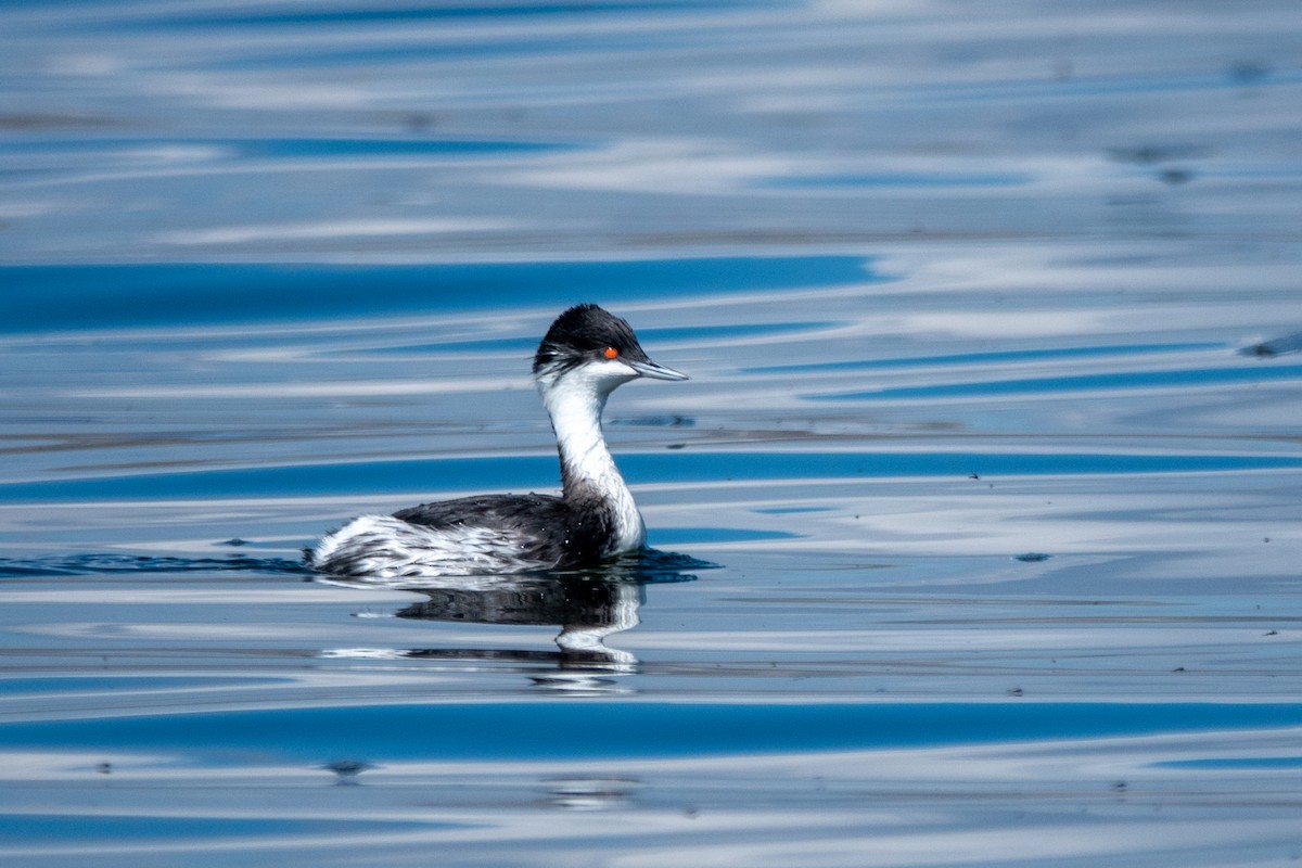 potápka junínská - ML645620366