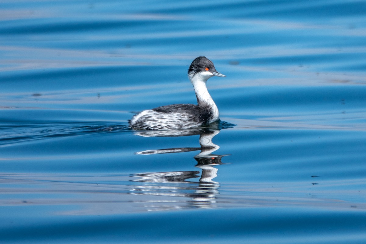 potápka junínská - ML645620367