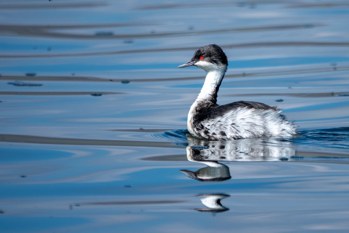 potápka junínská - ML645620368