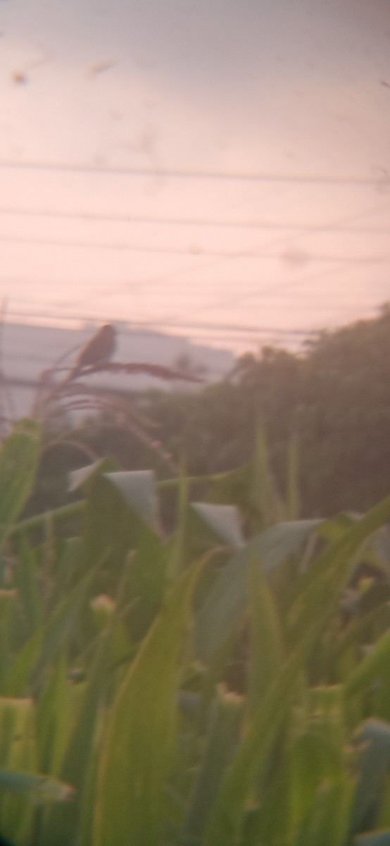 Chestnut-throated Seedeater - ML645620369