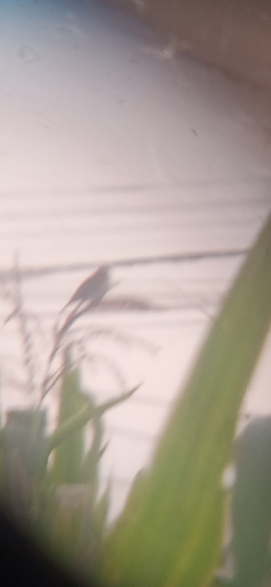 Chestnut-throated Seedeater - ML645620370