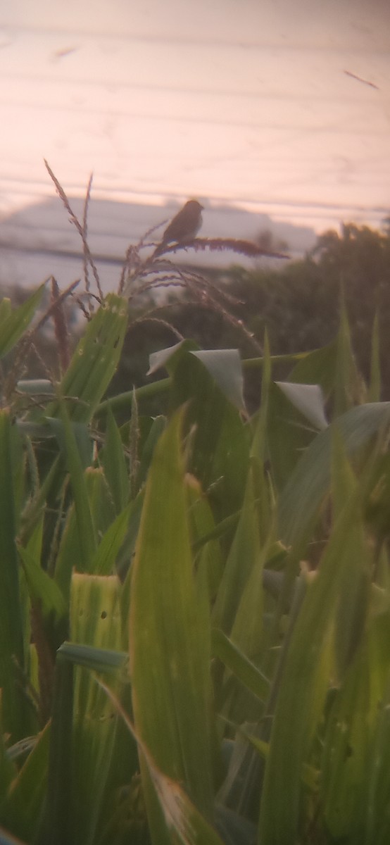Chestnut-throated Seedeater - ML645620371