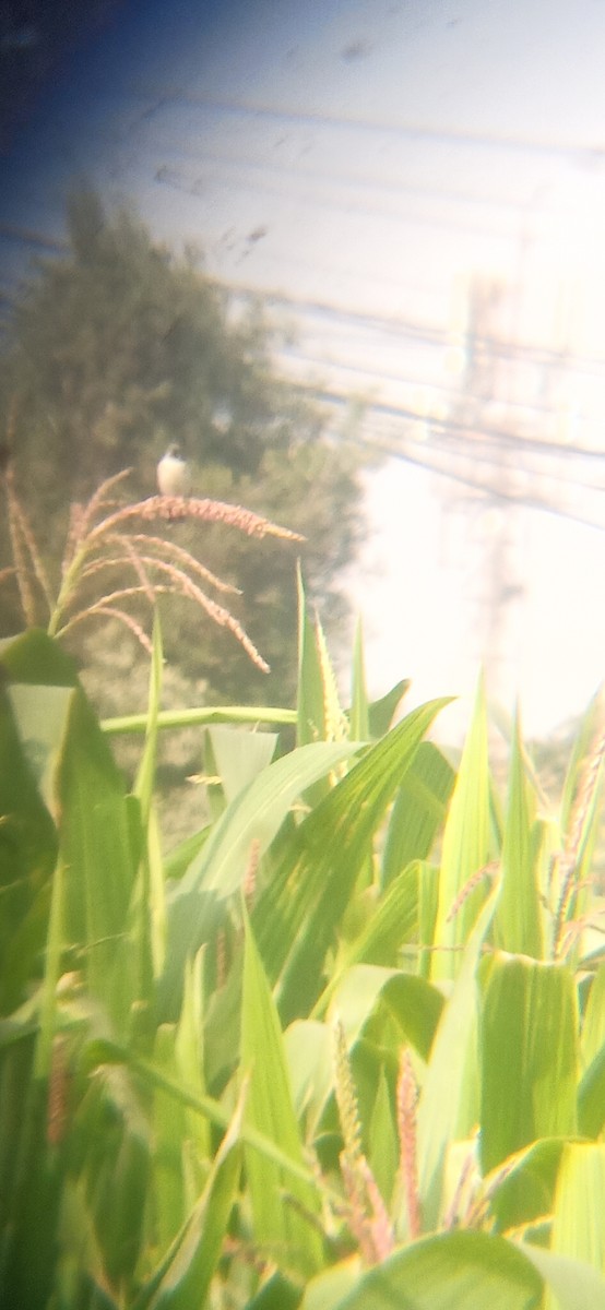 Chestnut-throated Seedeater - ML645620374