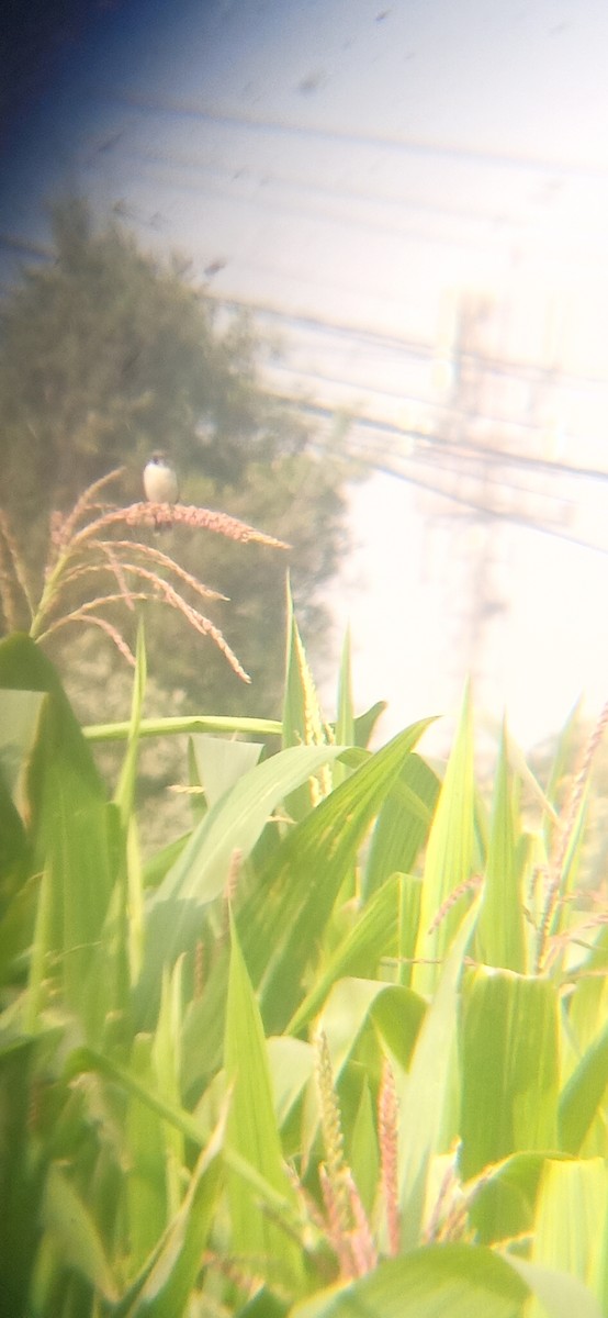 Chestnut-throated Seedeater - ML645620375
