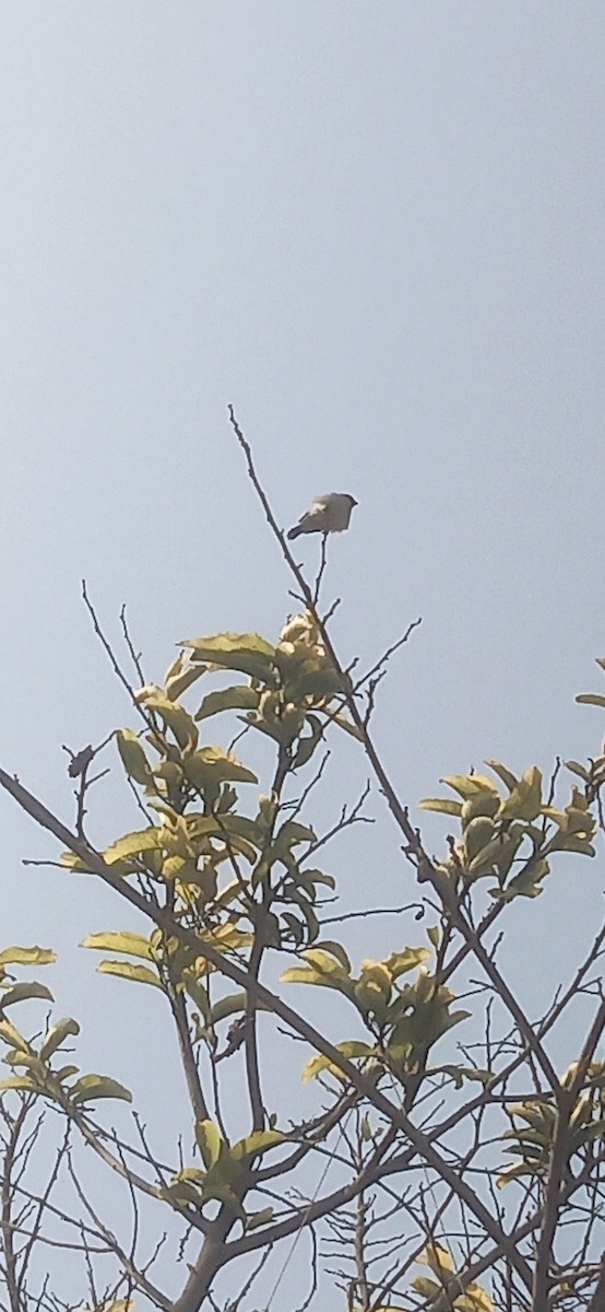 Chestnut-throated Seedeater - ML645620376