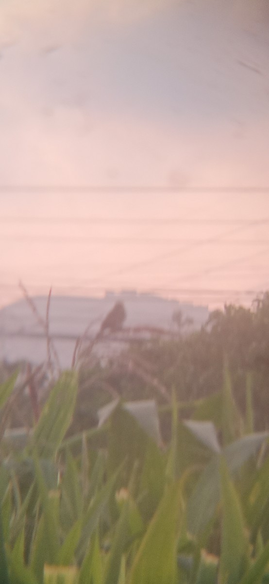 Chestnut-throated Seedeater - ML645620377