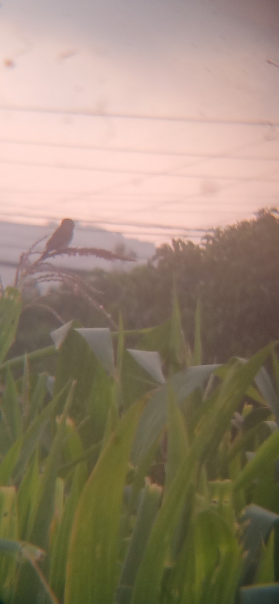 Chestnut-throated Seedeater - ML645620378