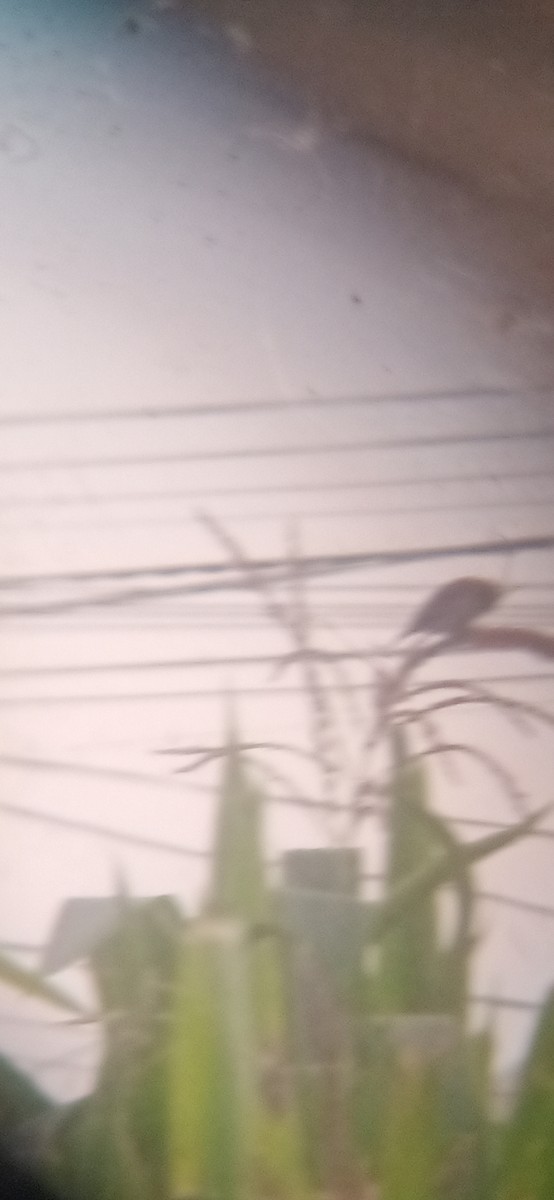 Chestnut-throated Seedeater - ML645620379