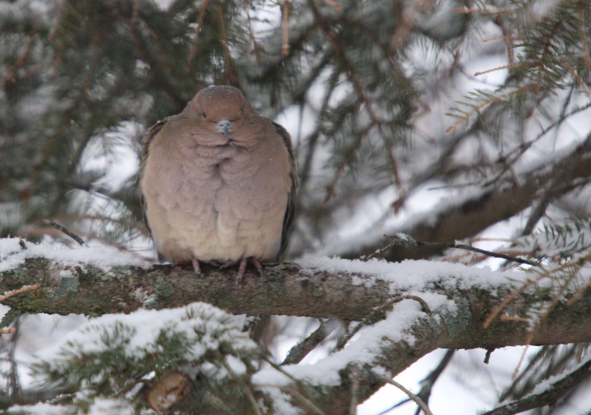 ナゲキバト - ML645620380