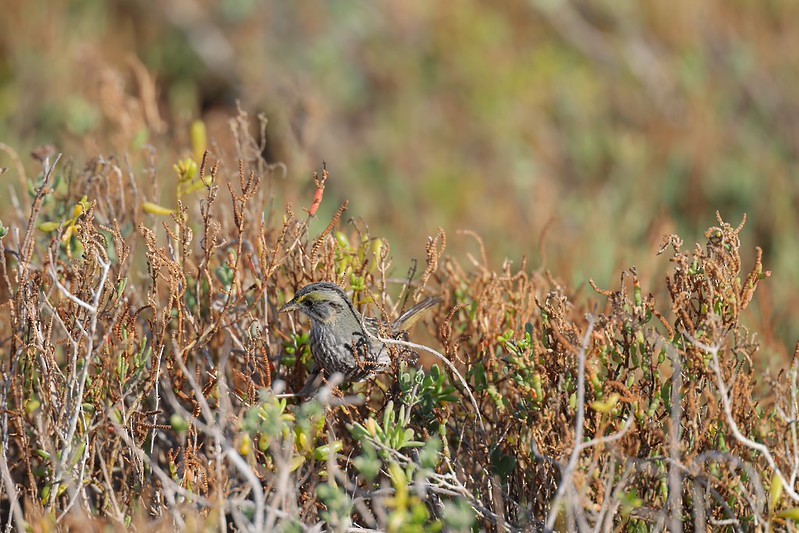 Seaside Sparrow - ML645620383