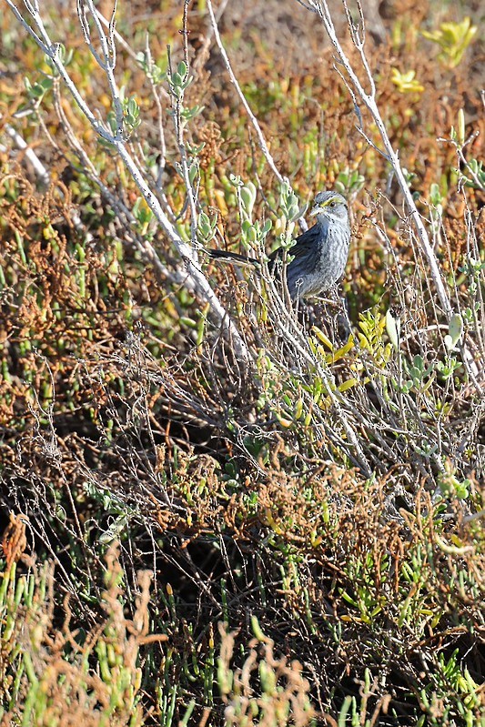 Seaside Sparrow - ML645620384