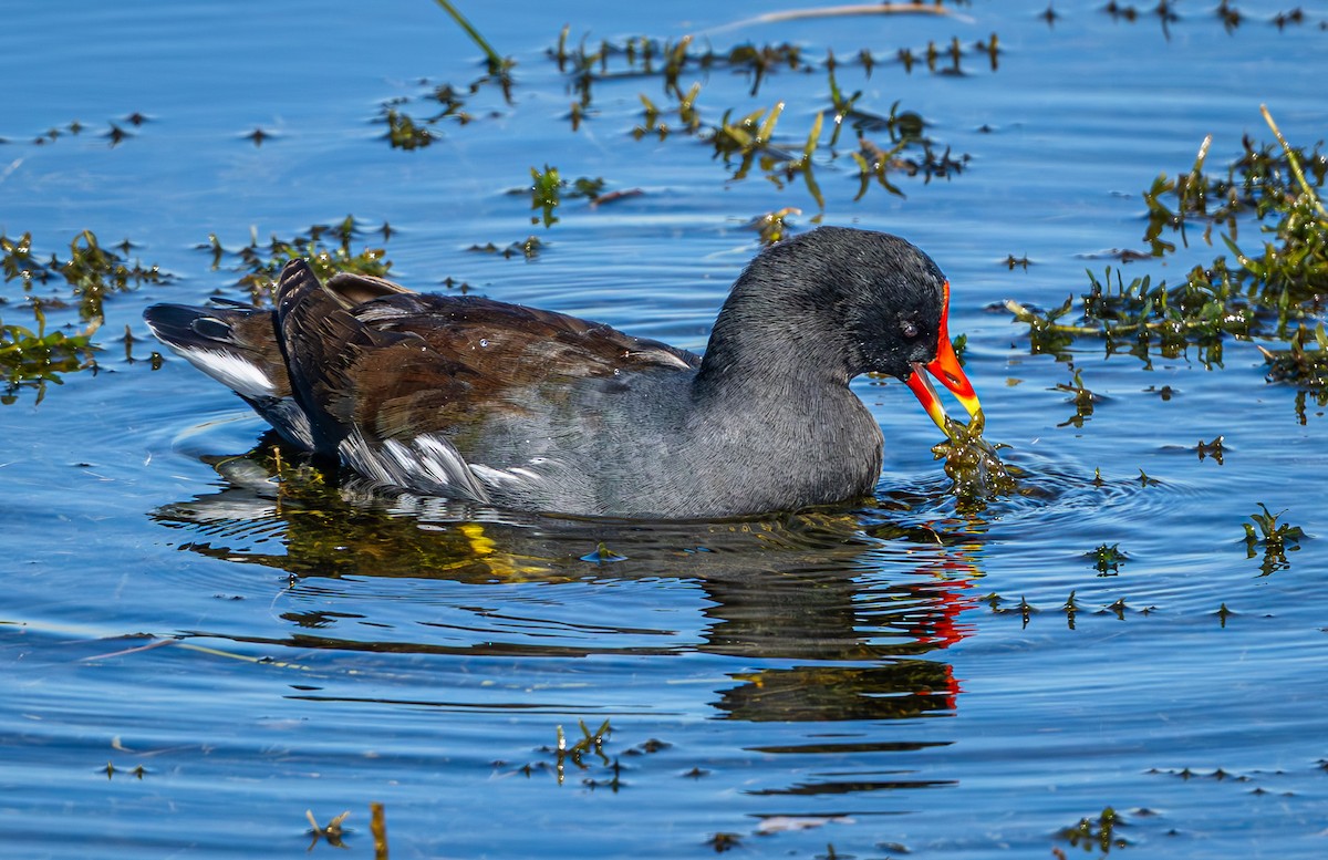Common Gallinule - ML645620388