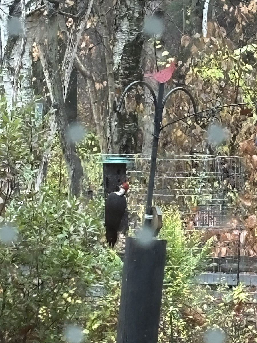 Жовна північна - ML645620391