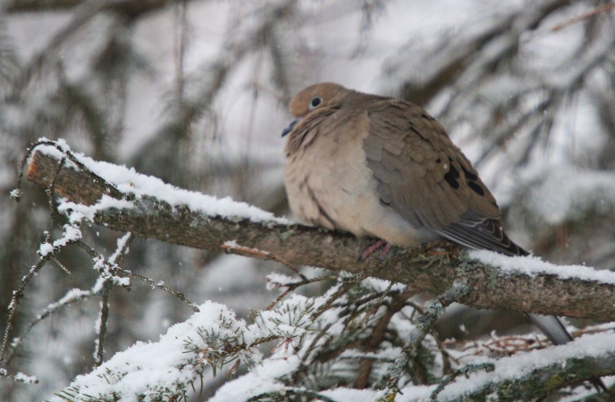 Зенаїда північна - ML645620398