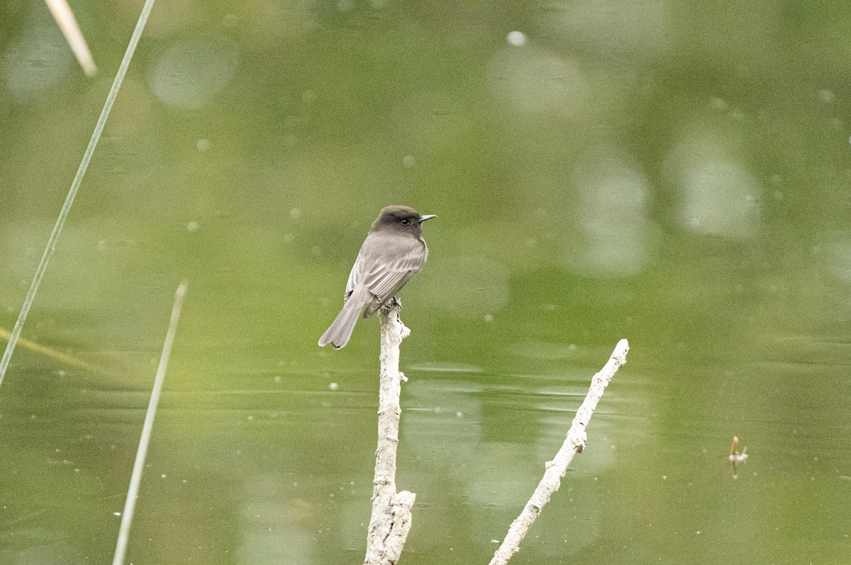 Феб чорний - ML645620399