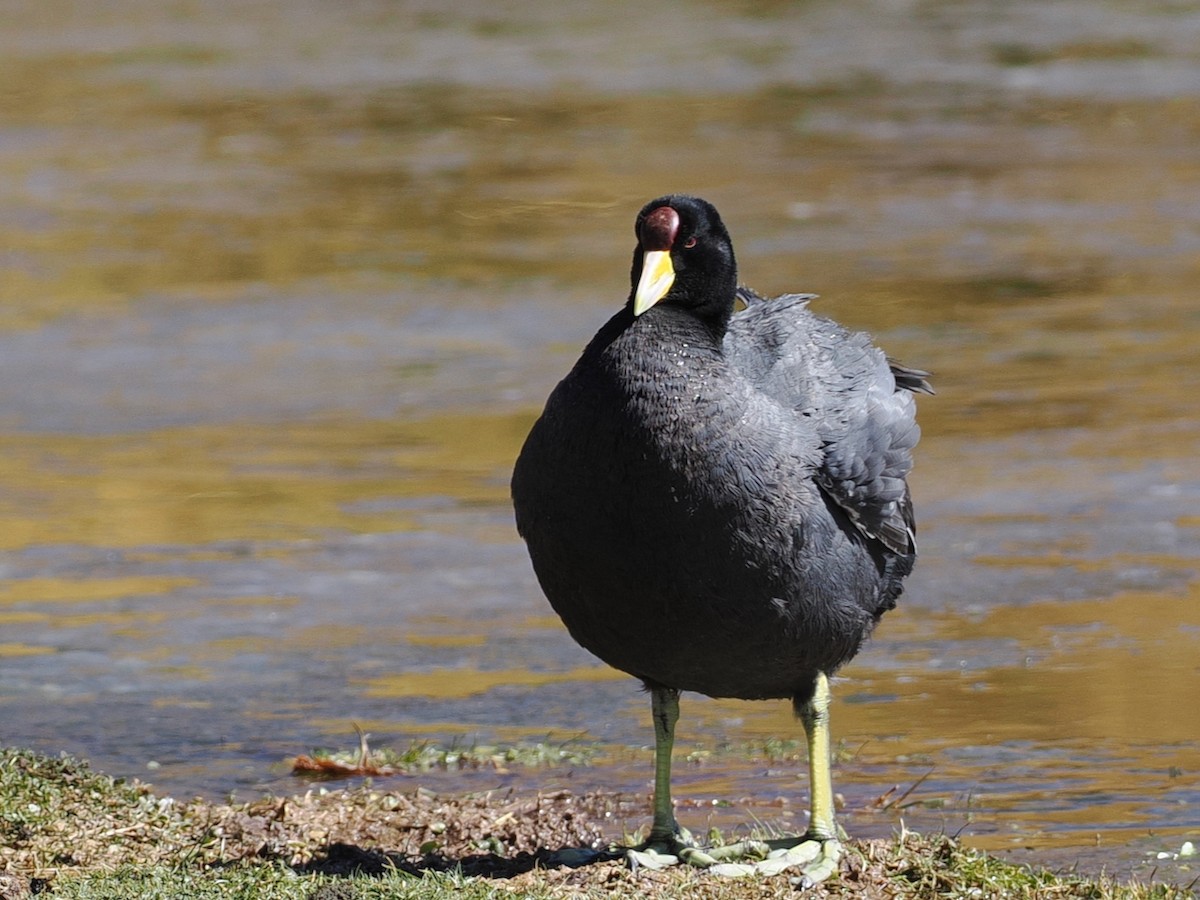 Лиска андська - ML645620401