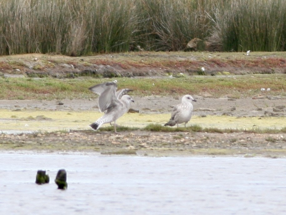 racek středomořský - ML645620402