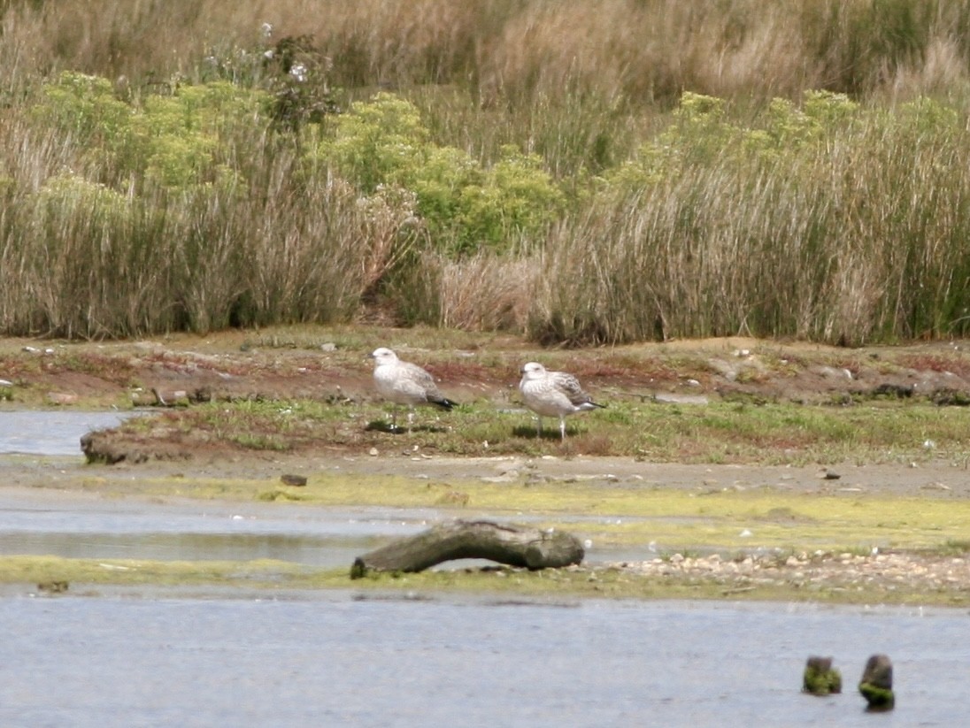 Мартин скельний - ML645620403