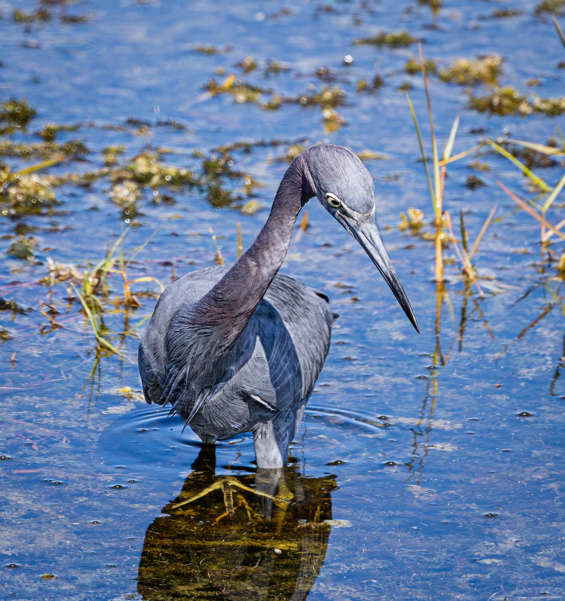 Чепура блакитна - ML645620404