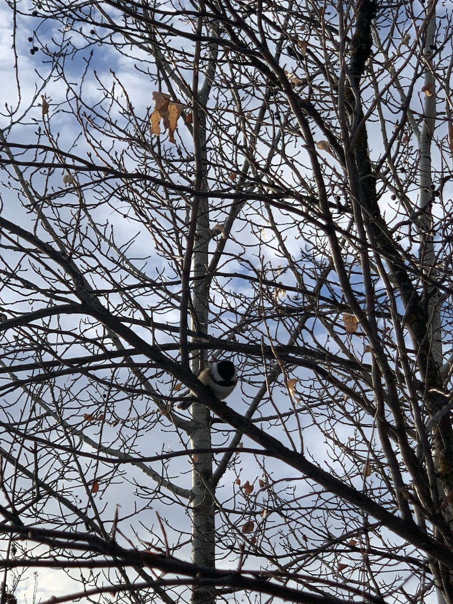 Гаїчка світлокрила - ML645620405