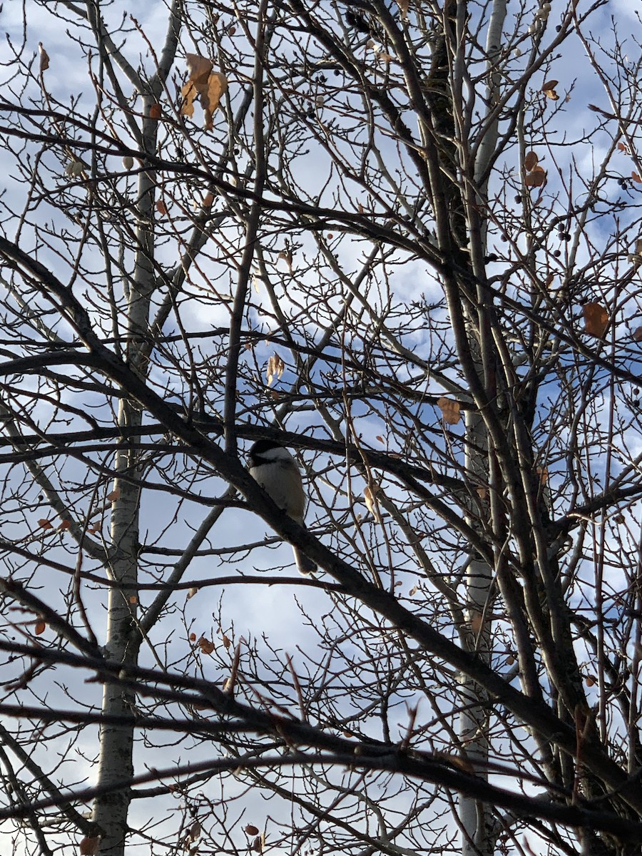 Гаїчка світлокрила - ML645620406