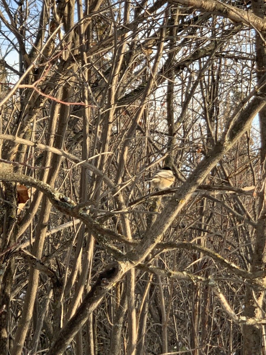 Гаїчка світлокрила - ML645620407