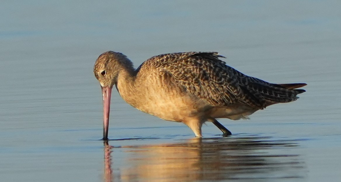 Грицик чорнохвостий - ML645620408