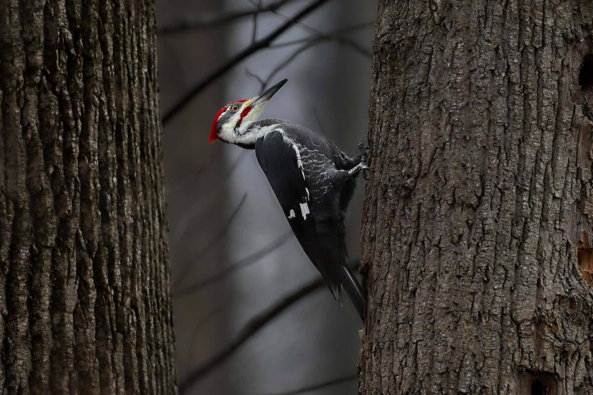 Жовна північна - ML645620409