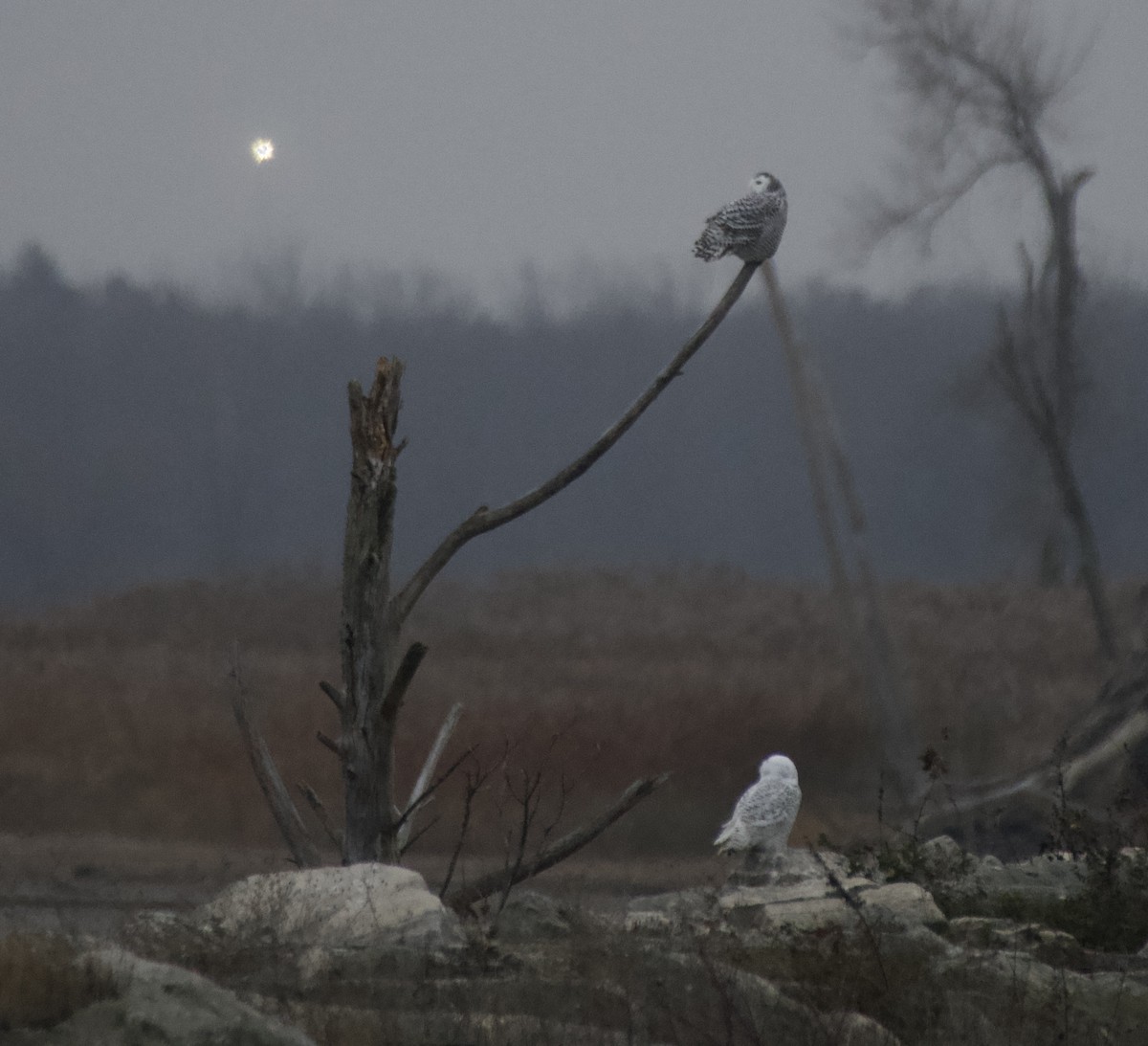 Сова біла - ML645620410