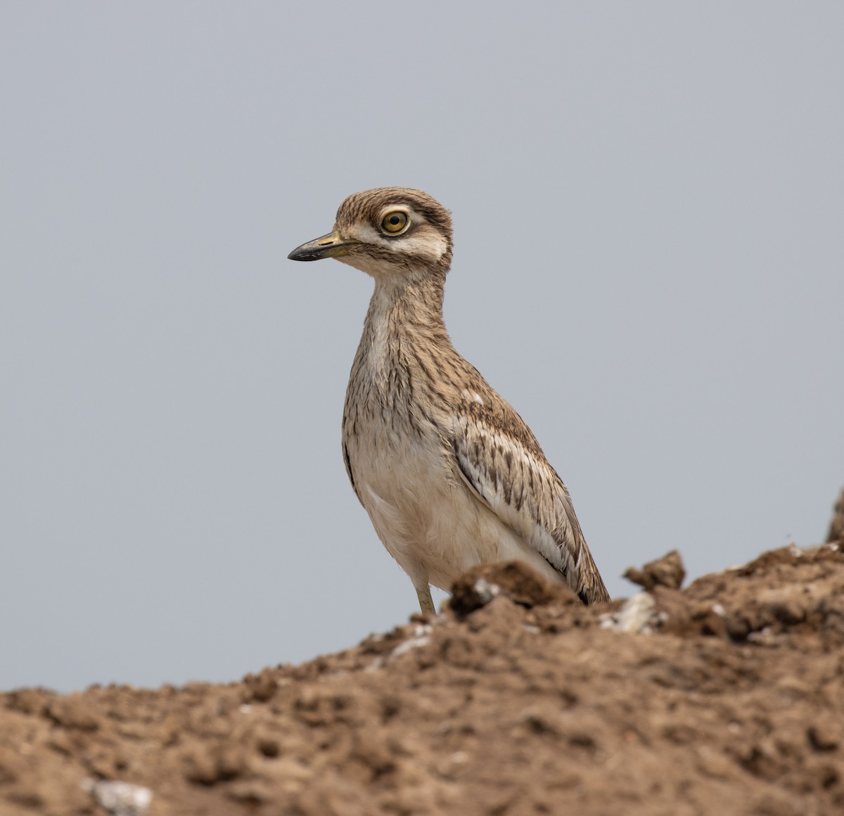 Лежень заїрський - ML645620411