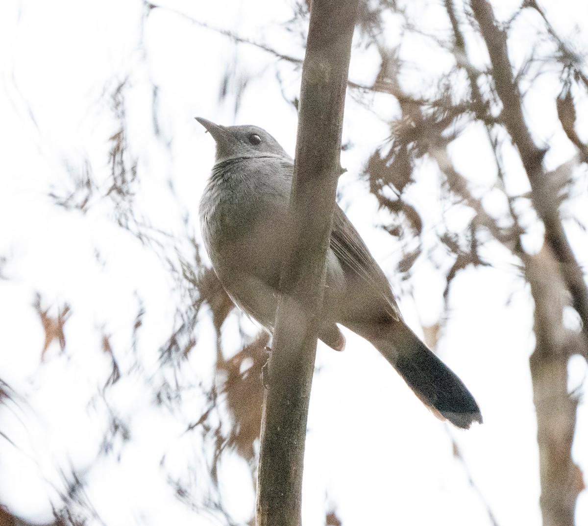 Пересмішник сірий - ML645620412