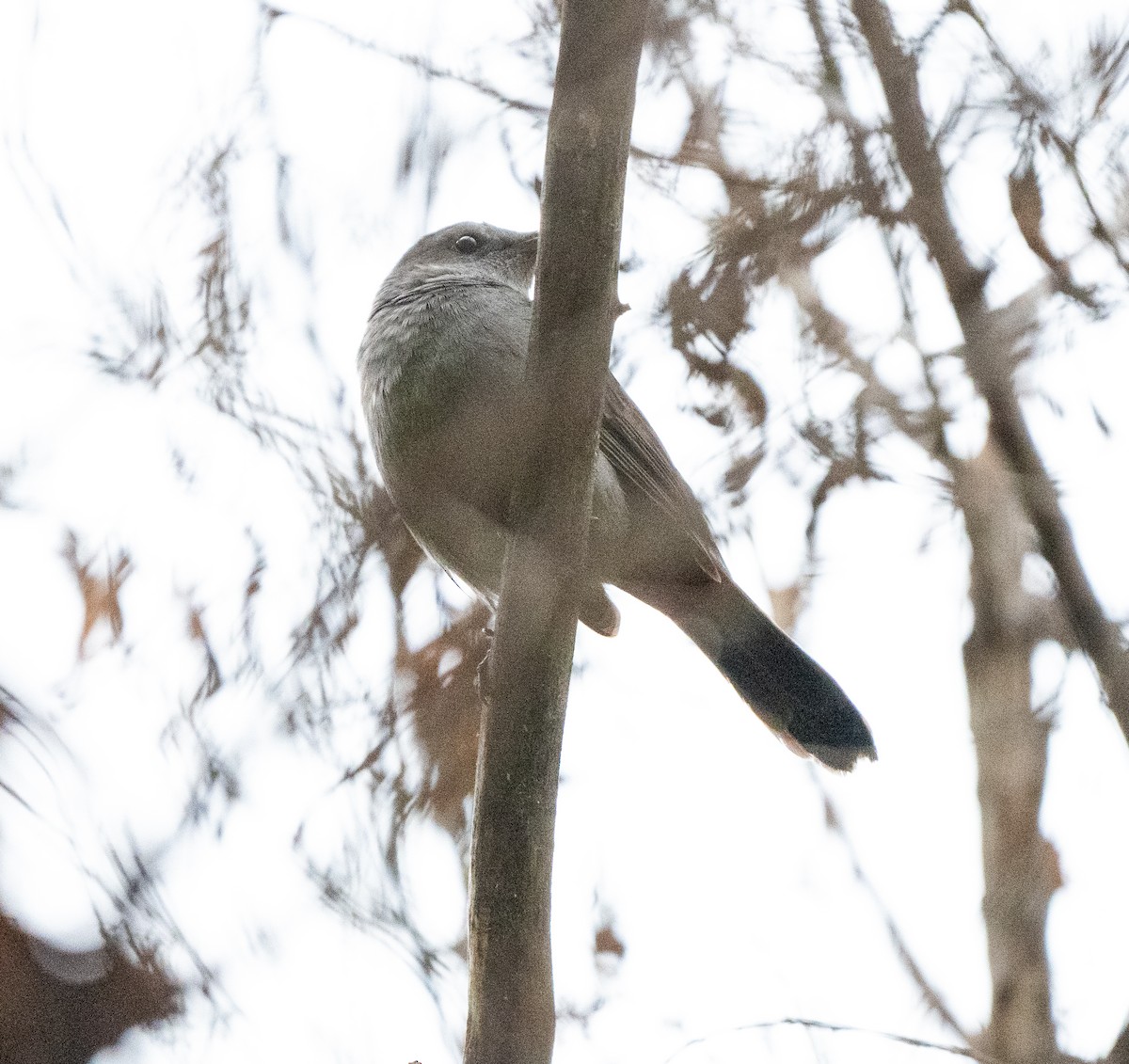 Пересмішник сірий - ML645620413