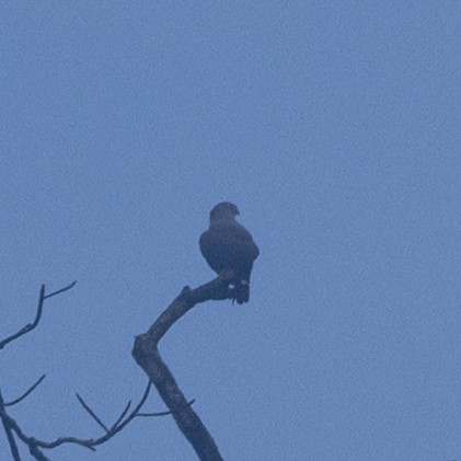 Канюк чорноголовий - ML645620414