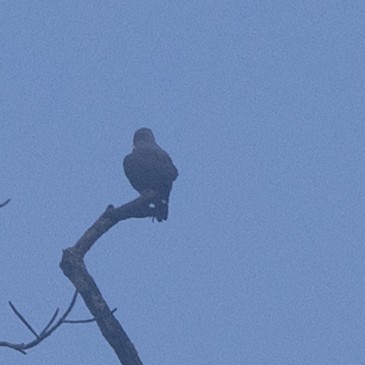 Канюк чорноголовий - ML645620415