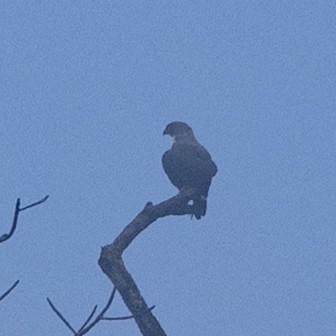 Канюк чорноголовий - ML645620416