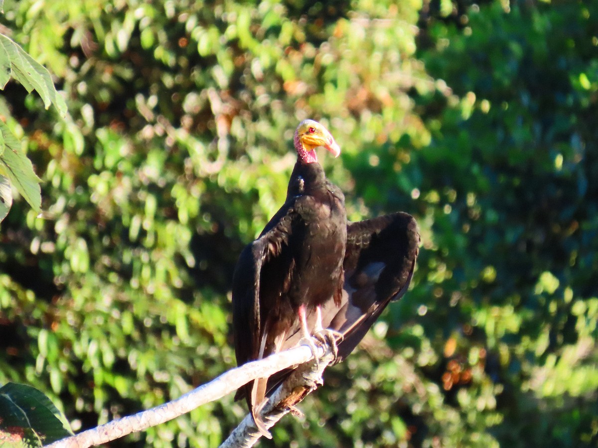 Катарта лісова - ML645620417