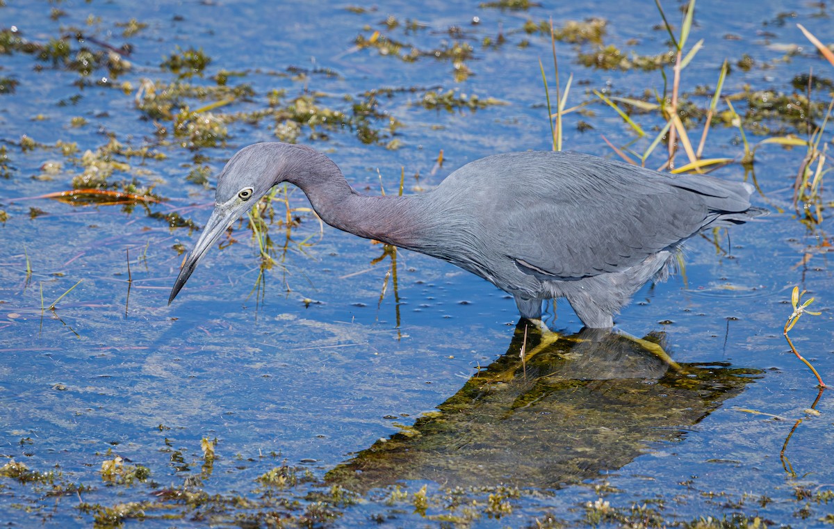 Чепура блакитна - ML645620418