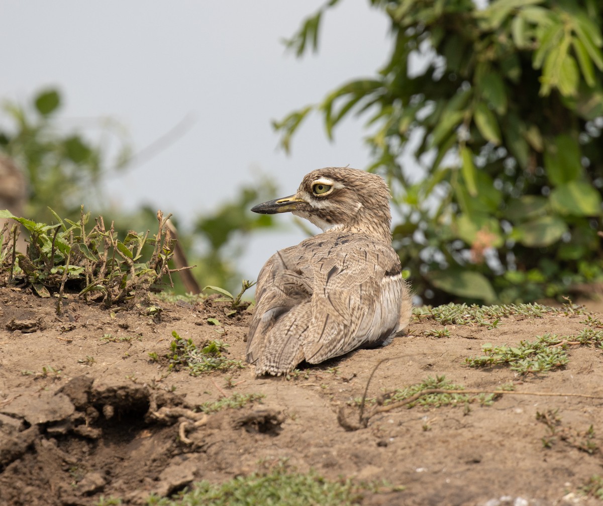 Лежень заїрський - ML645620419