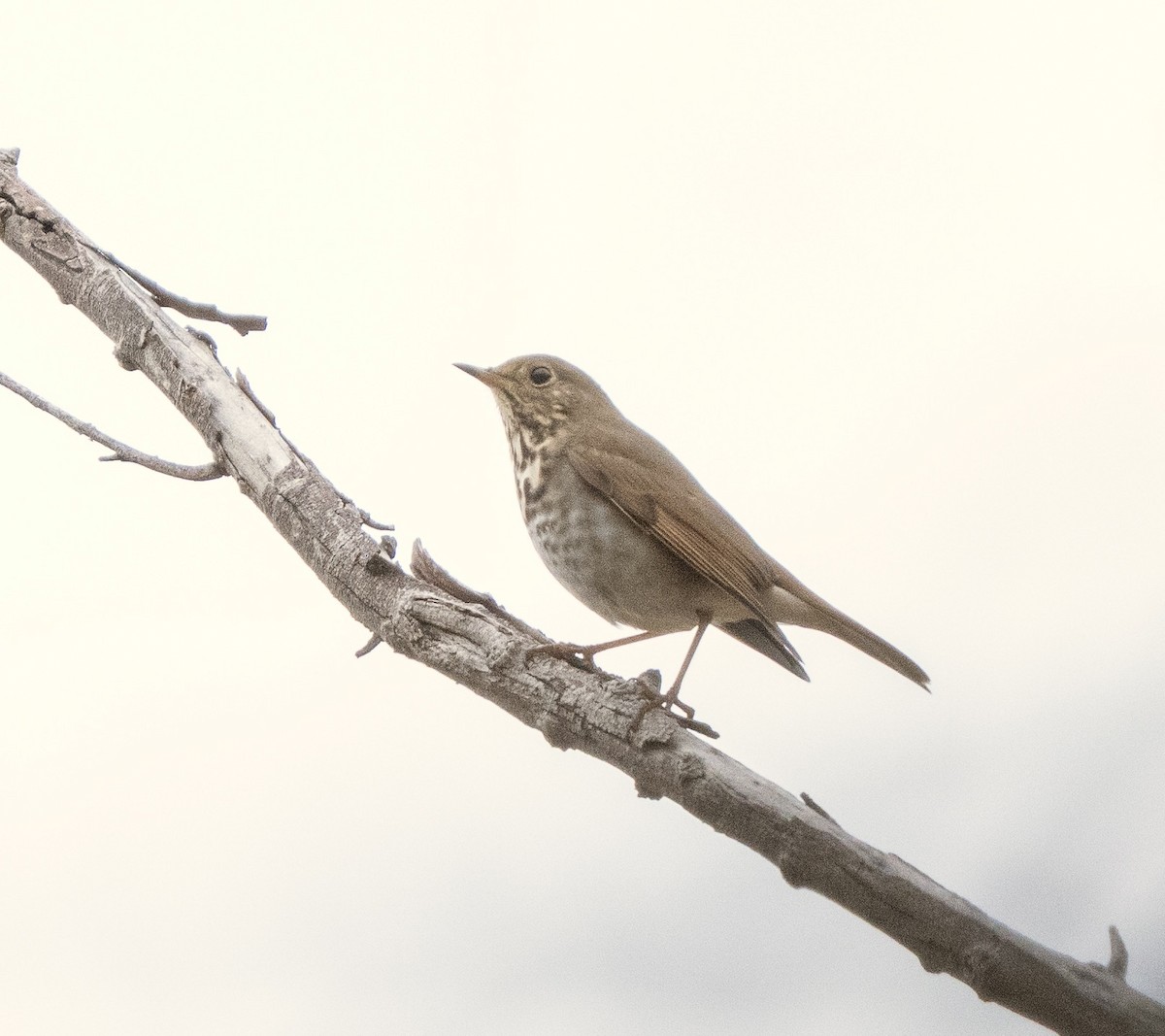 Дрізд-короткодзьоб плямистоволий - ML645620420