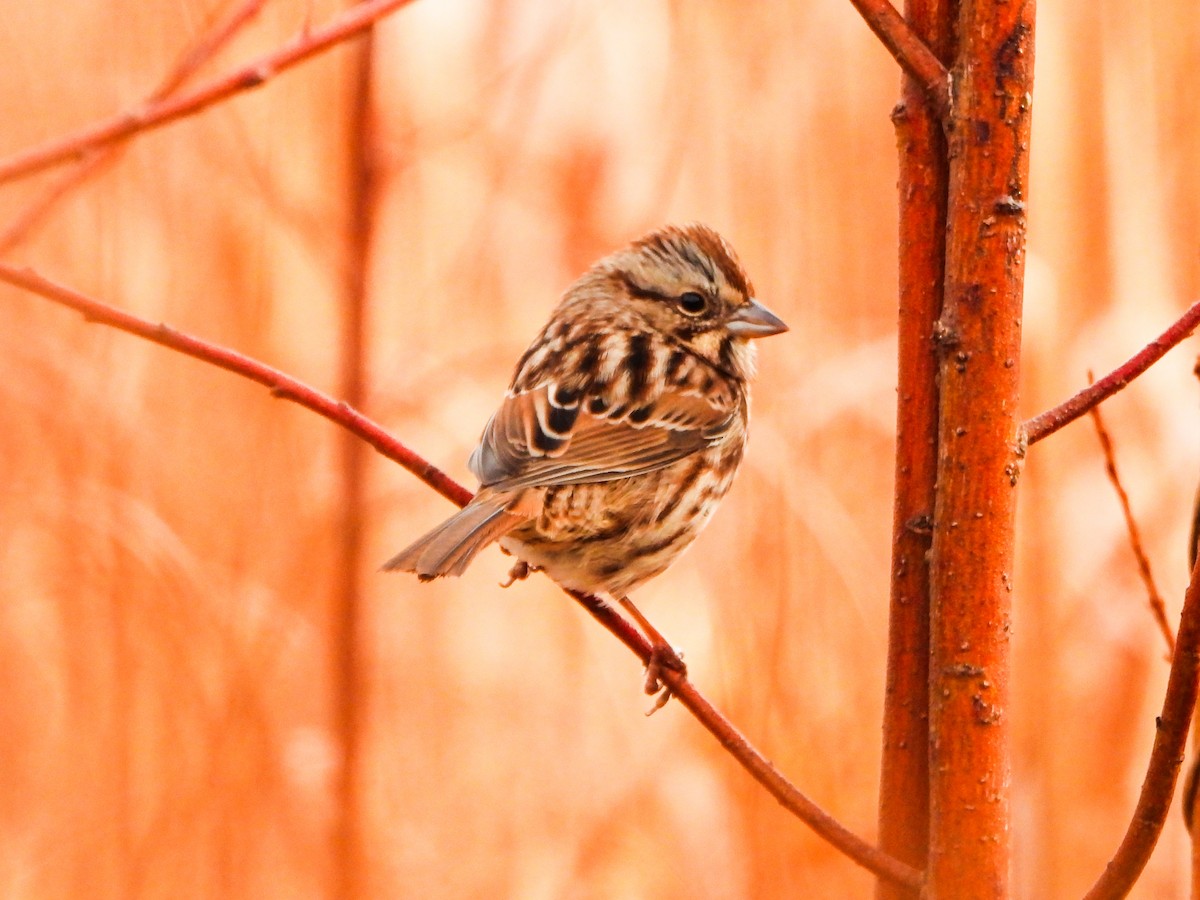 Пасовка співоча - ML645620421