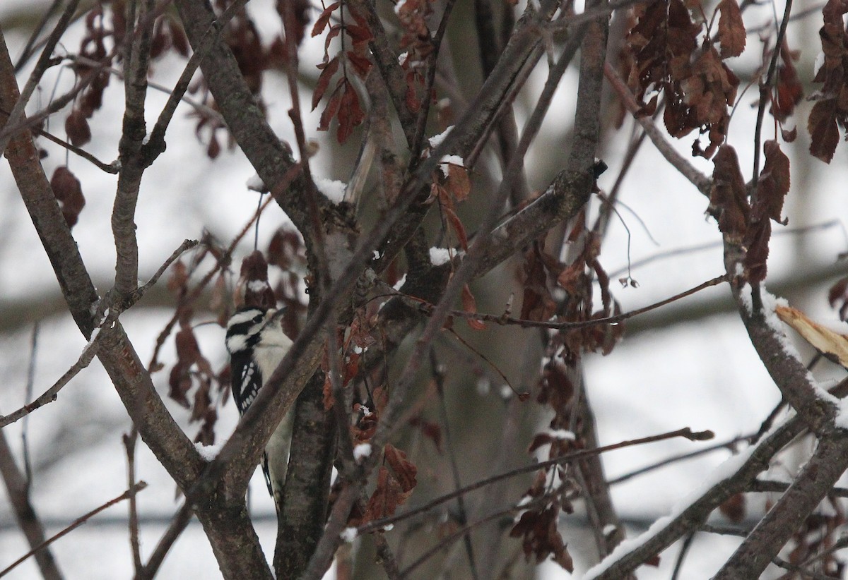 Дятел пухнастий - ML645620422