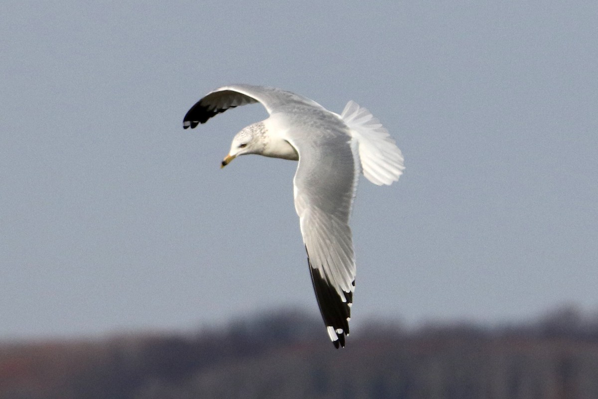 Мартин делаверський - ML645620424