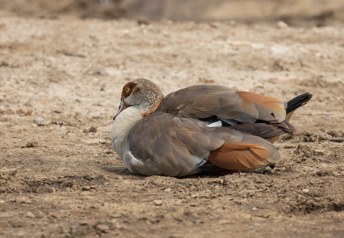Каргарка нільська - ML645620425