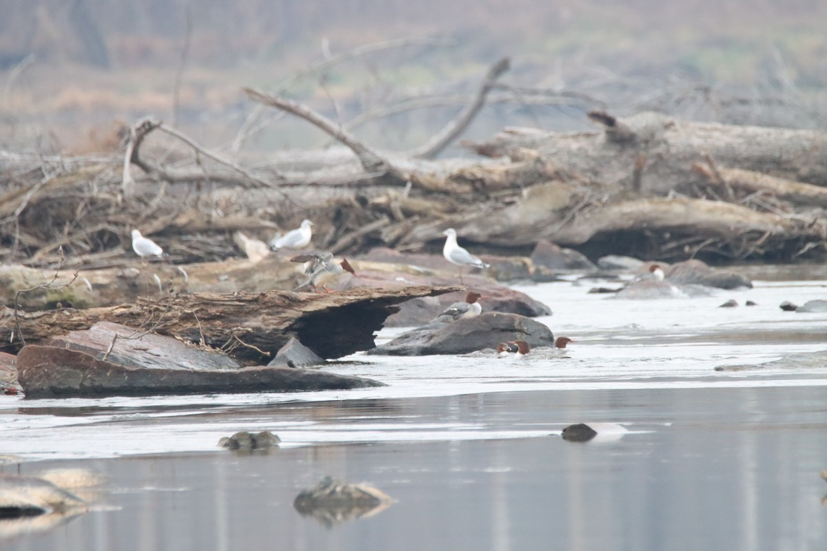 Common Merganser - ML645620428