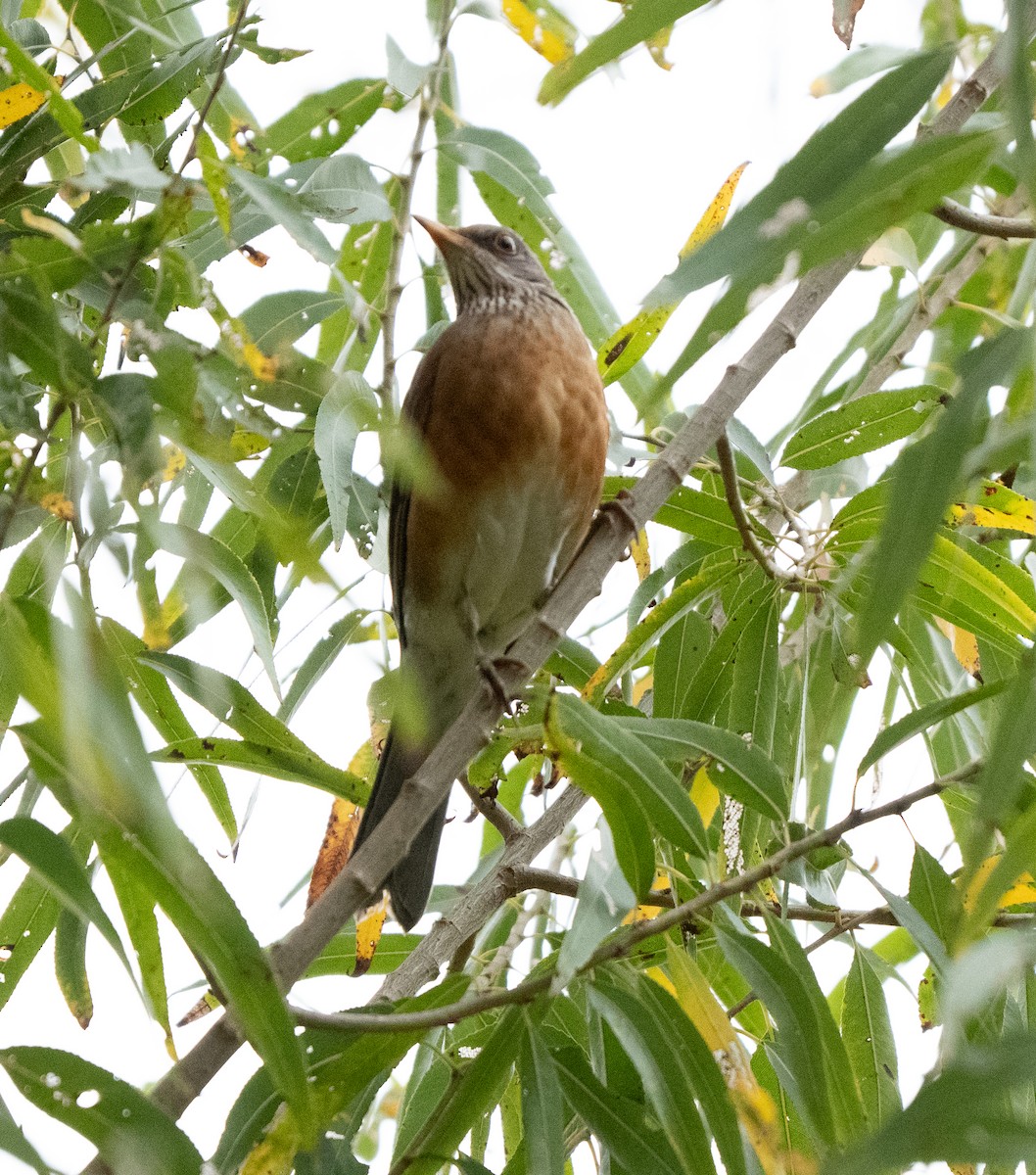 Дрізд мексиканський - ML645620431