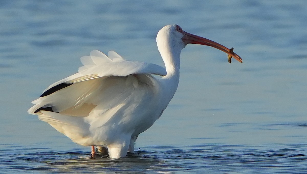 Ібіс білий - ML645620432