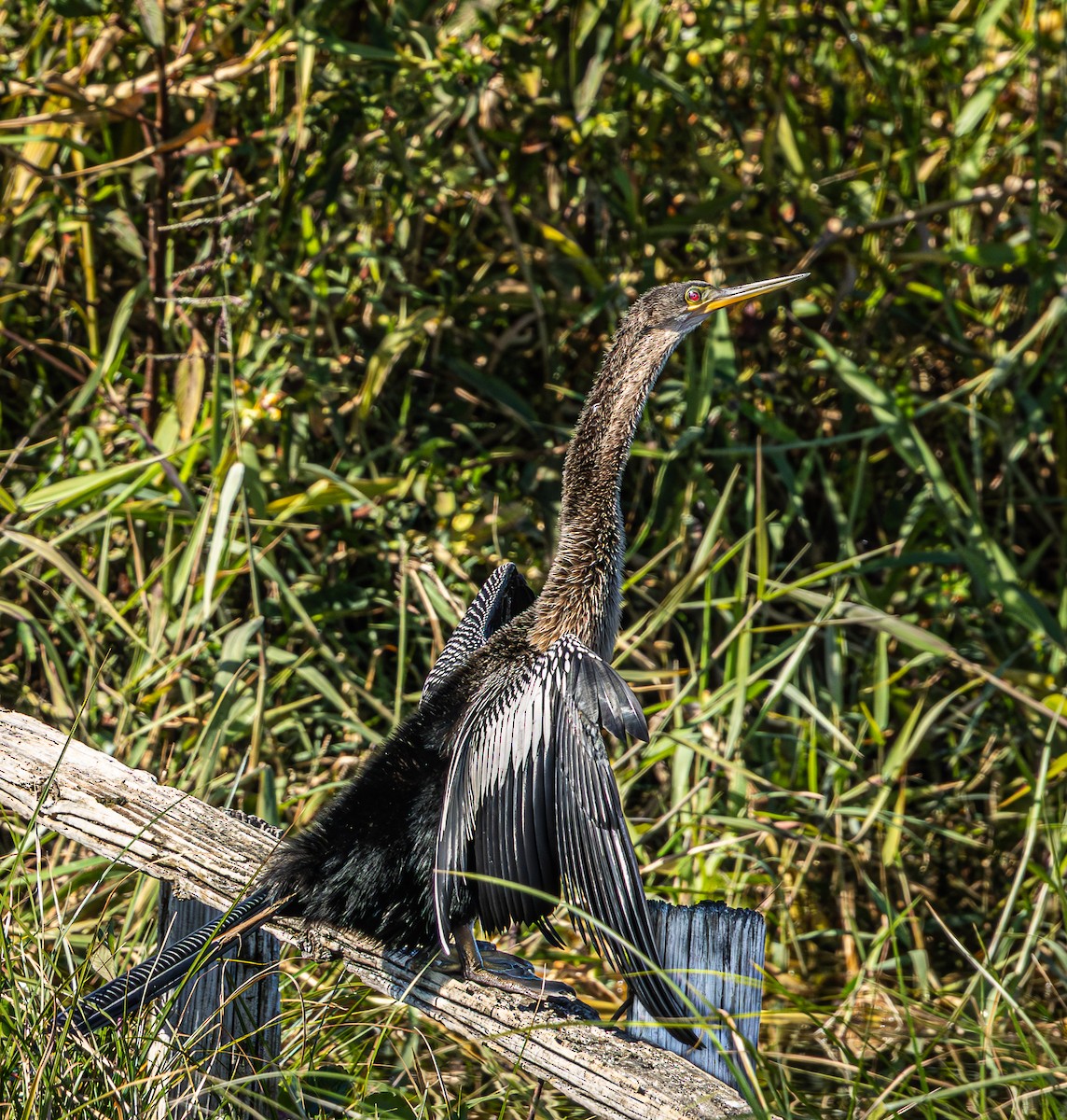 Змієшийка американська - ML645620433