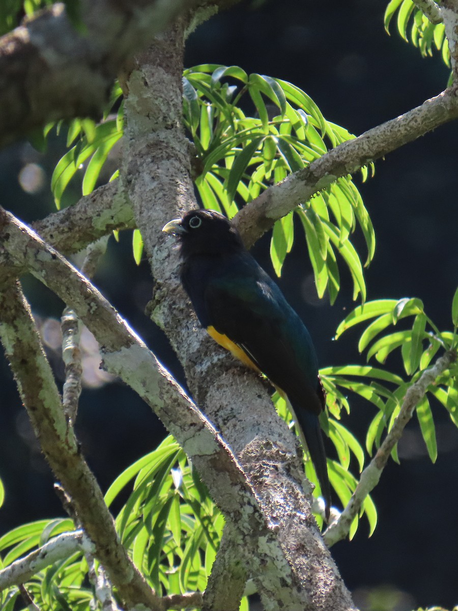 Трогон синьоволий - ML645620434