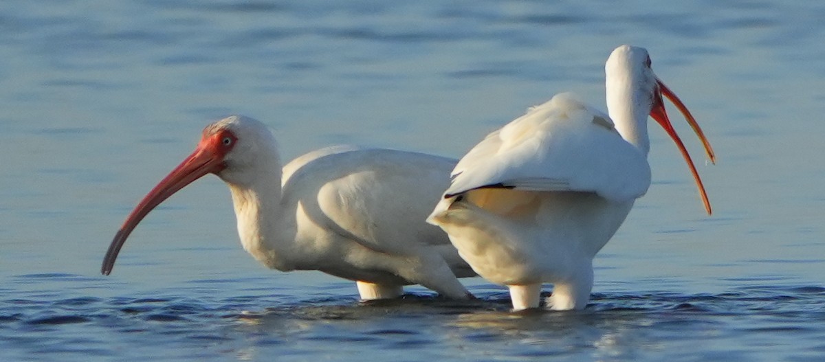 Ібіс білий - ML645620437