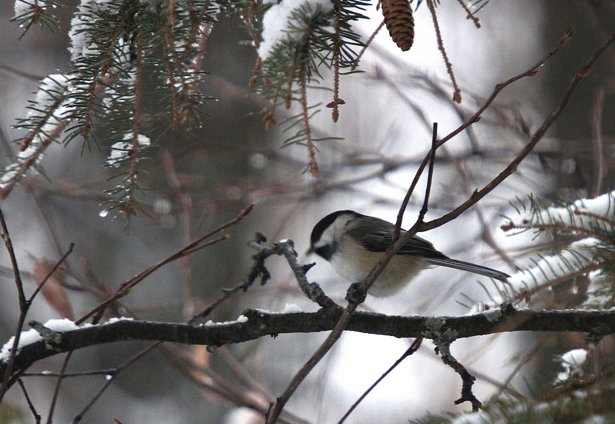 Black-capped Chickadee - ML645620446